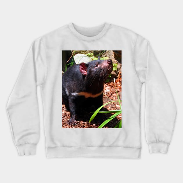 Tasmanian Devil Crewneck Sweatshirt by kirstybush